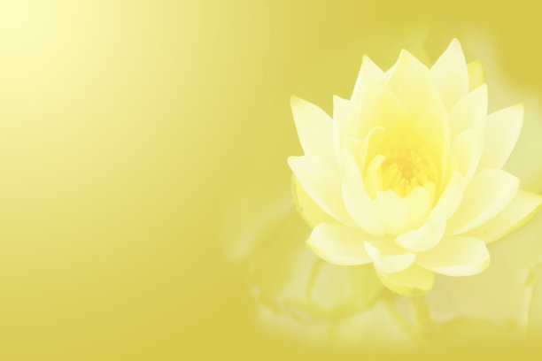 荷花和淡黄的背景。素材图片