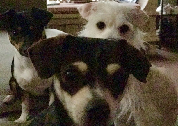 你不是真的在跟我们说话吧?图片下载