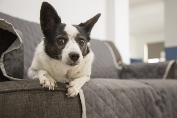 蝶耳犬杰克罗素混种犬图片下载