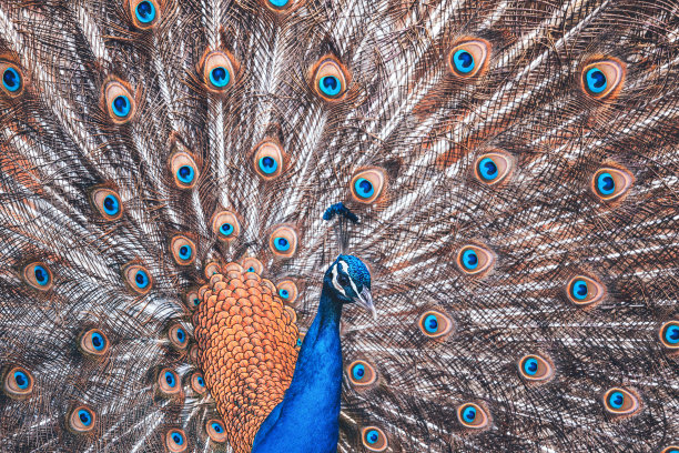 色彩斑斓的孔雀图片下载