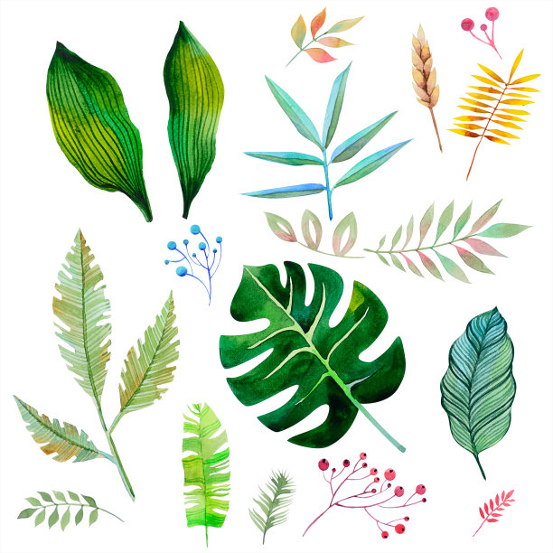 水彩画的叶子，树枝，浆果在一个分支上，不同的形状和大小图片下载