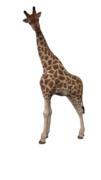 孤立的长颈鹿看一边与有趣的表达3d渲染图片下载