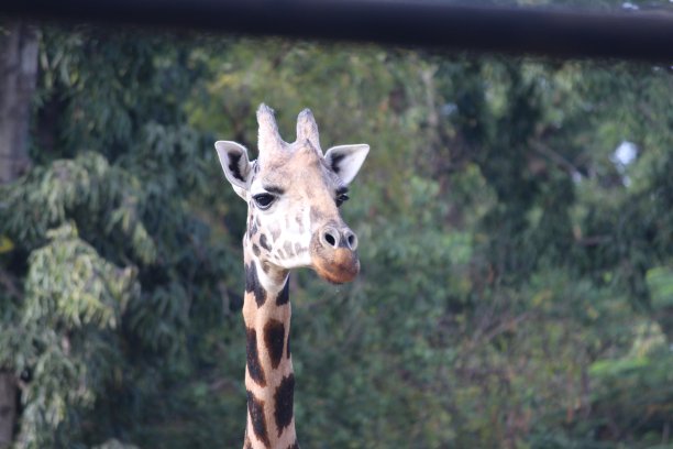 动物园的长颈鹿图片下载