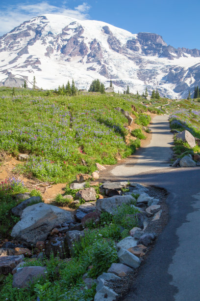 通往雷尼尔山国家公园的一条小径图片下载