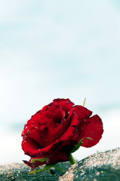 海葬。慰问卡，海上红玫瑰。葬礼悼念卡。文本的空位置。欣赏，感情恭维，哀痛框架。吊唁卡，祈祷和最深切的同情概念图片下载