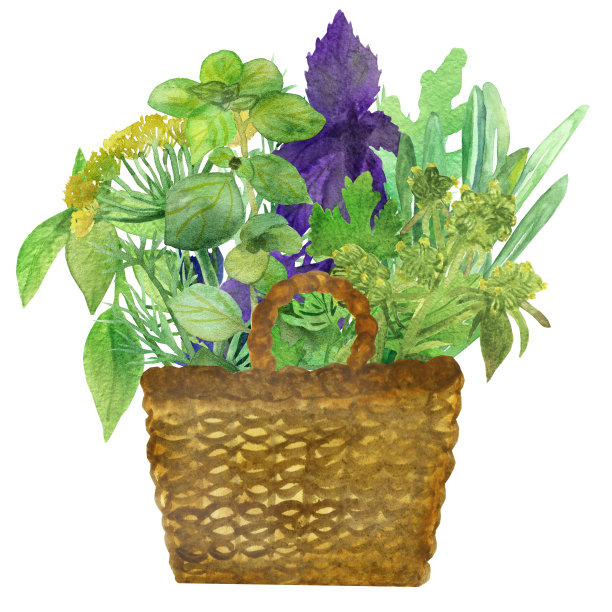 水彩手绘自然草本植物组成的绿色和紫色罗勒，芝麻菜，欧芹，马角兰香料叶和树枝束柳条篮子在白色的背景图片下载