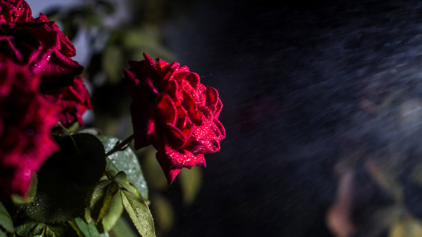 红玫瑰和水滴图片下载