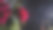 红玫瑰和水滴图片下载