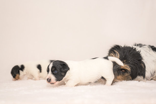 3周大的幼崽。纯种新生的非常小的杰克罗素梗宝宝和她的母亲。幼犬由母狗清洗图片下载