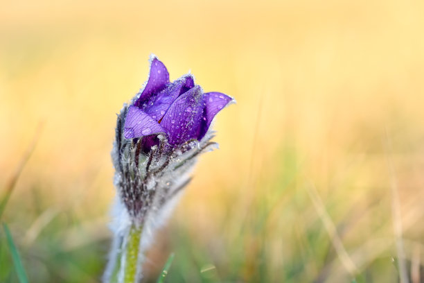 欧洲白头翁图片，拉丁文白头翁属。bohemika盛开。捷克共和国非常稀有和受保护的嫩枝花，生长在草地上。第一批春花之一图片下载
