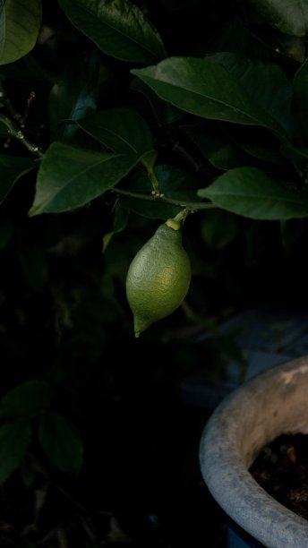 柠檬树图片下载