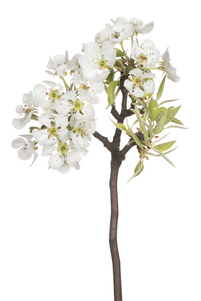 花孤立图片下载