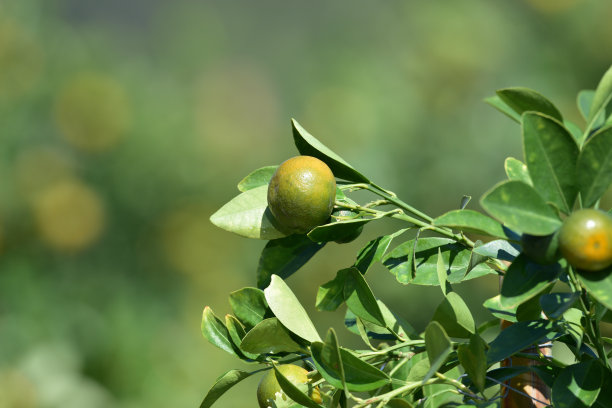 背景为春天的蜜饯金橘和植物。这是越南农历新年的象征图片下载