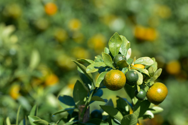 背景为春天的蜜饯金橘和植物。这是越南农历新年的象征图片下载