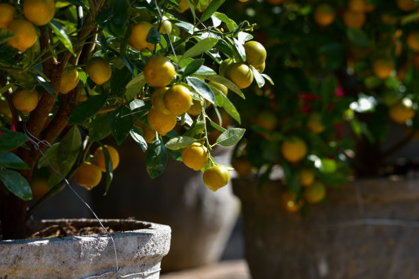背景为春天的蜜饯金橘和植物。这是越南农历新年的象征图片下载