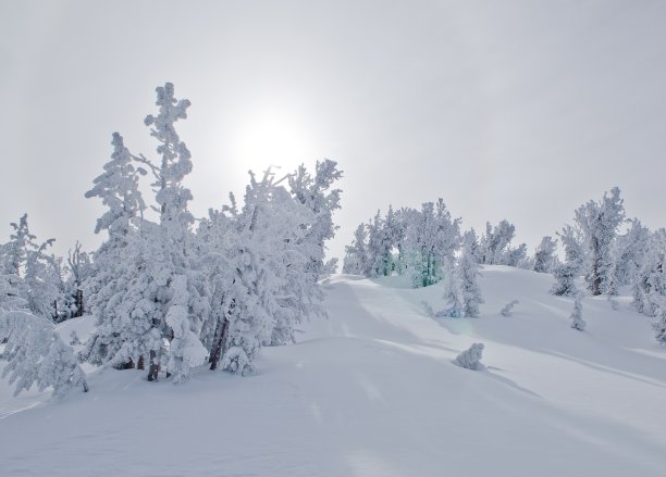 森林被雪覆盖了图片下载