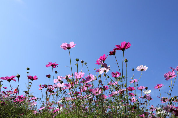 宇宙花盛开得很美。图片下载