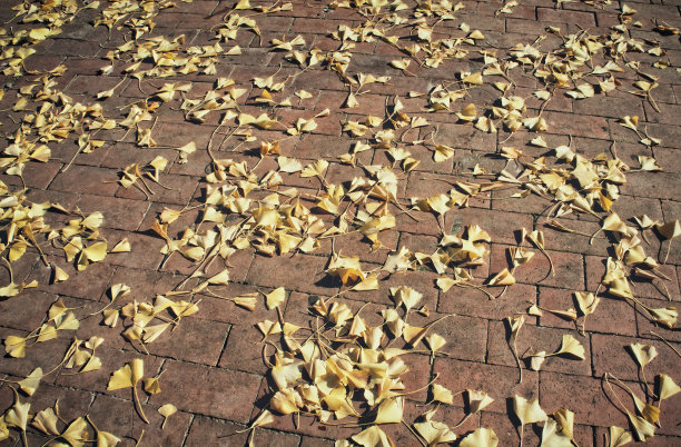 黄叶背景图片下载