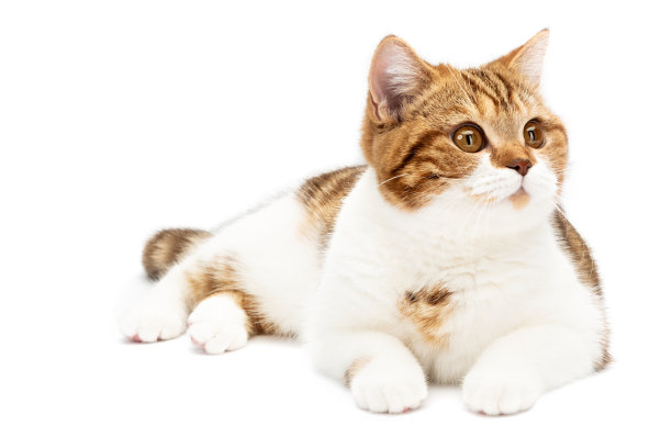 一只英国猫孤立地躺在白色的背景上。短毛猫躺在前视图与白色和橙色条纹，看向相机的右边图片下载