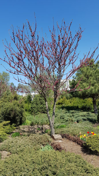 田园诗般的乡村景观，春天盛开的树与紫色的芽和新鲜的绿色草坪。宁静的花园和清澈的蓝天背景。春天自然是晴天。图片下载