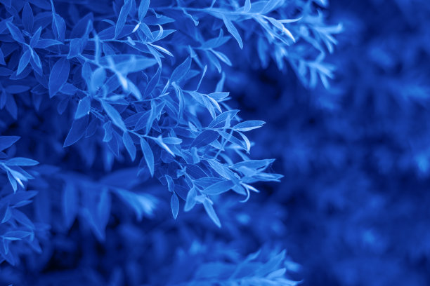 新鲜叶片的自然背景。新鲜叶片的自然背景。年度颜色。美丽的蓝色背景设计。蓝色花的纹理图片下载