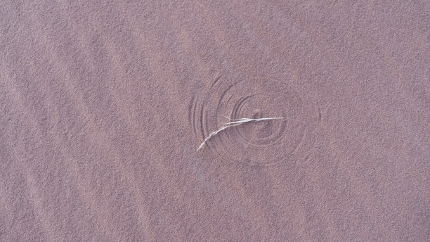 草叶在沙地上留下痕迹图片下载