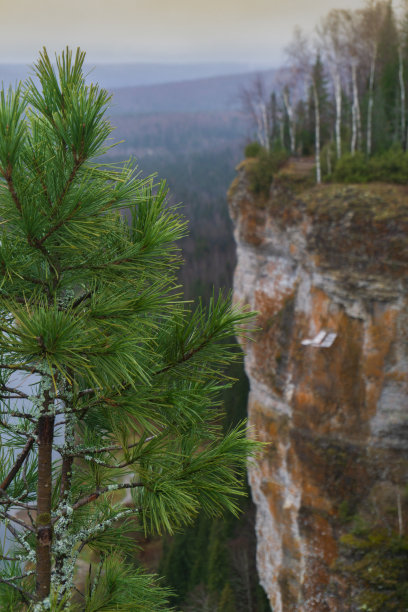 岩石背景上的那棵树图片下载