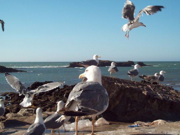 一群海鸥在摩洛哥的埃绍伊拉海岸飞翔。非洲。海滩上阳光明媚的一天。图片下载