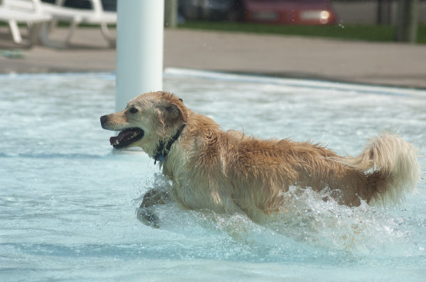 狗在游泳池里溅起水花图片下载