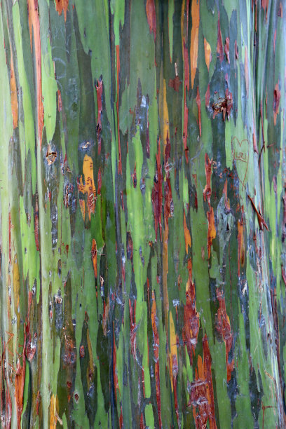 南非的一棵真桉树的树干图片下载