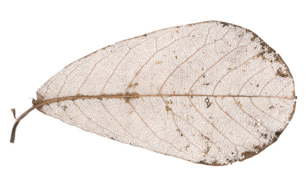 叶骨架图片下载