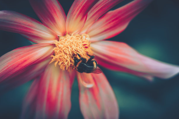 蜜蜂为粉红色的花授粉;复古风格图片下载