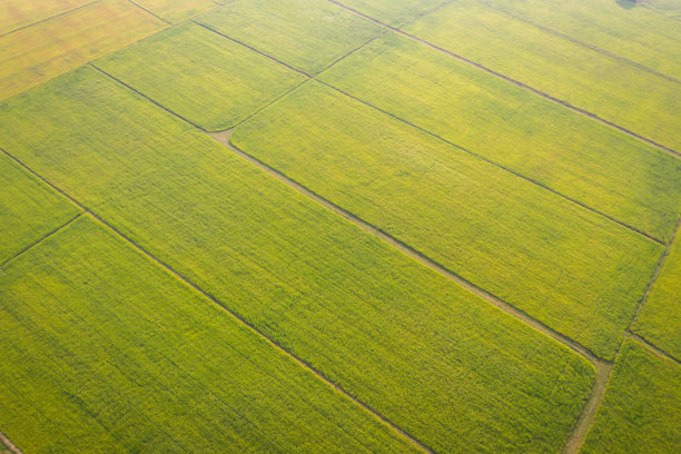 泰国美丽的绿色稻田和人行道的航拍图像。图片下载