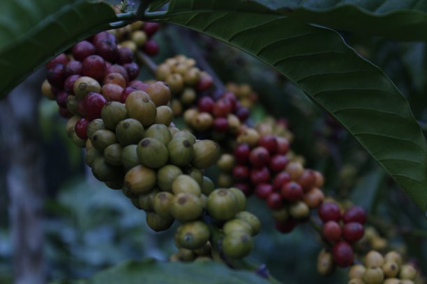 咖啡豆图片下载