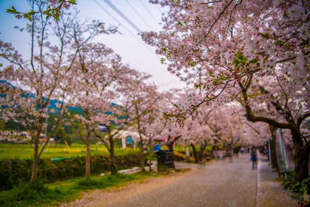 日本福冈，一排充满怀旧气息的樱桃树图片下载