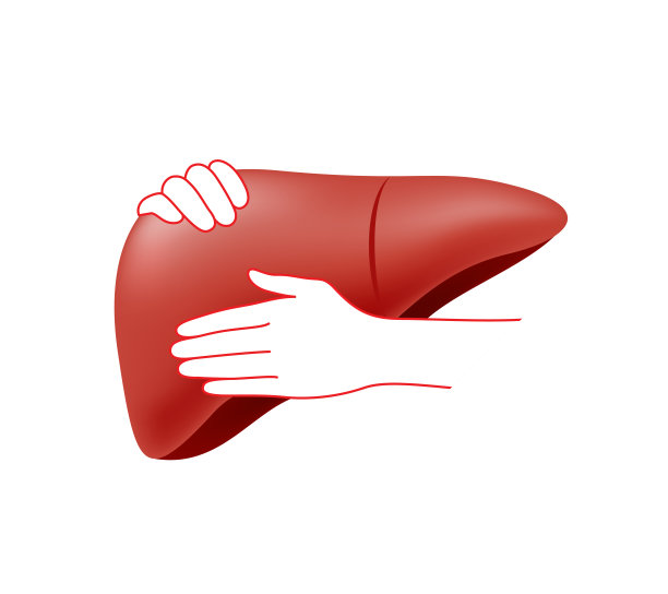 双手拥抱人的肝脏。卫生保健的概念。图片下载