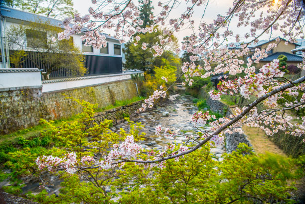 日本福冈，一排充满怀旧气息的樱桃树图片下载
