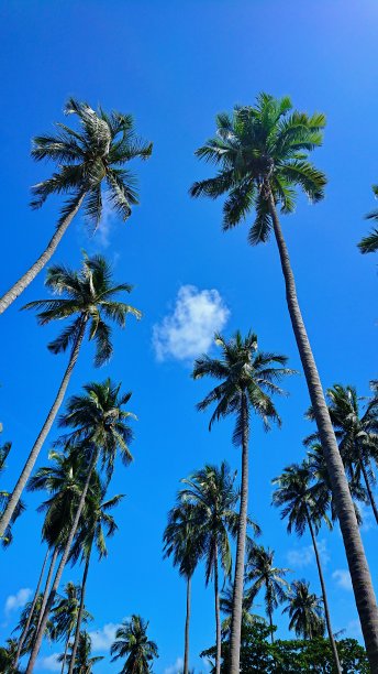 热带椰子树的天气很好图片下载