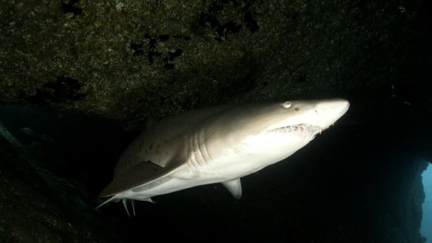 大沙虎鲨与牙齿的特写，小笠原群岛图片下载