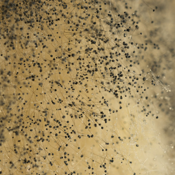 真菌霉菌，有机基础，菌落生长，细菌菌落，绿霉菌孢子，绿黄色，塑料透明图片下载