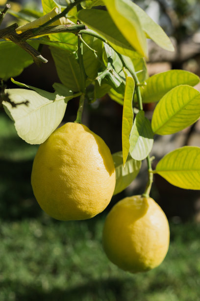 柑橘最大值。果实成熟的柚子，天然的柑橘类水果挂在树枝上，以绿叶为背景，特写图片下载