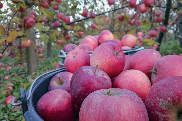 大红苹果在一个苹果园收获的特写。收获图片下载