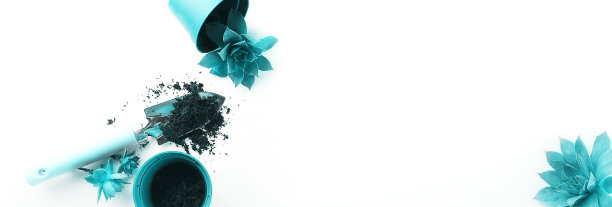 家庭园艺的概念。白色背景上的盆栽植物，多肉植物和园艺工具。有色。俯视图，极简主义风格。横幅图片下载