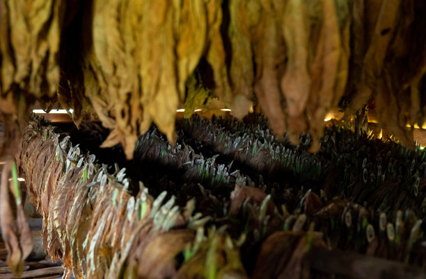 在古巴比纳尔del里约热内卢省，在棚屋或谷仓内干燥烟叶图片下载