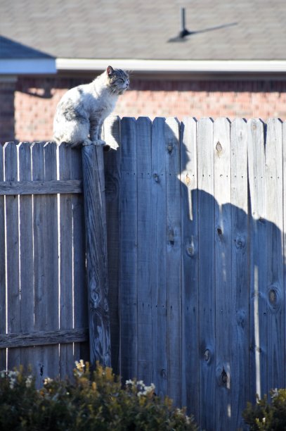 一只野猫坐在篱笆顶上图片下载