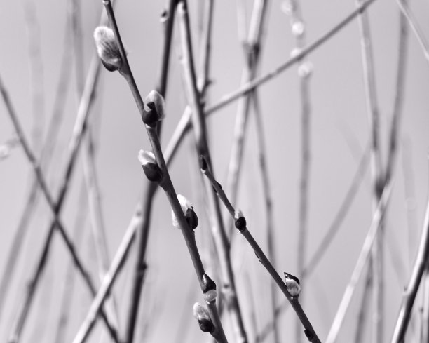 柳枝黑白的形象早永恒。选择性对焦，黑白，背景。图片下载