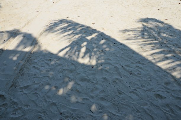 棕榈树在沙滩上遮荫图片下载