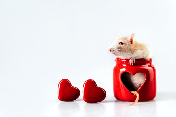 一只浅米色的老鼠坐在一个红色的心形窗户的烛台上图片下载