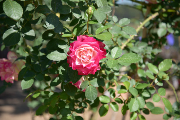 美丽的法国玫瑰花和植物，色彩鲜艳图片下载