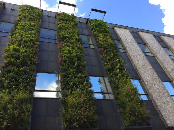 办公楼外部的形象是热带室内植物/热带植物和灌溉系统构成的活墙图片下载